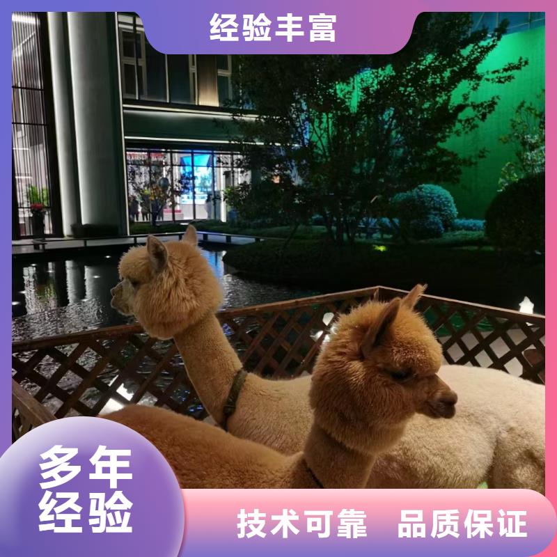 马戏团/羊驼水族海洋展品质优