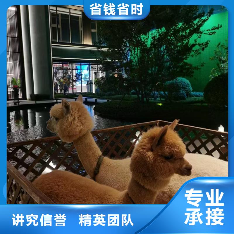 马戏团/羊驼 羊驼出租优质服务