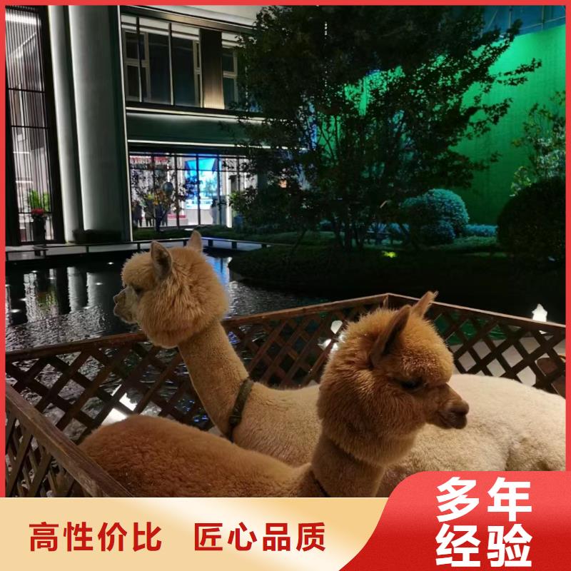 马戏团/羊驼小香猪宠物出租实力团队