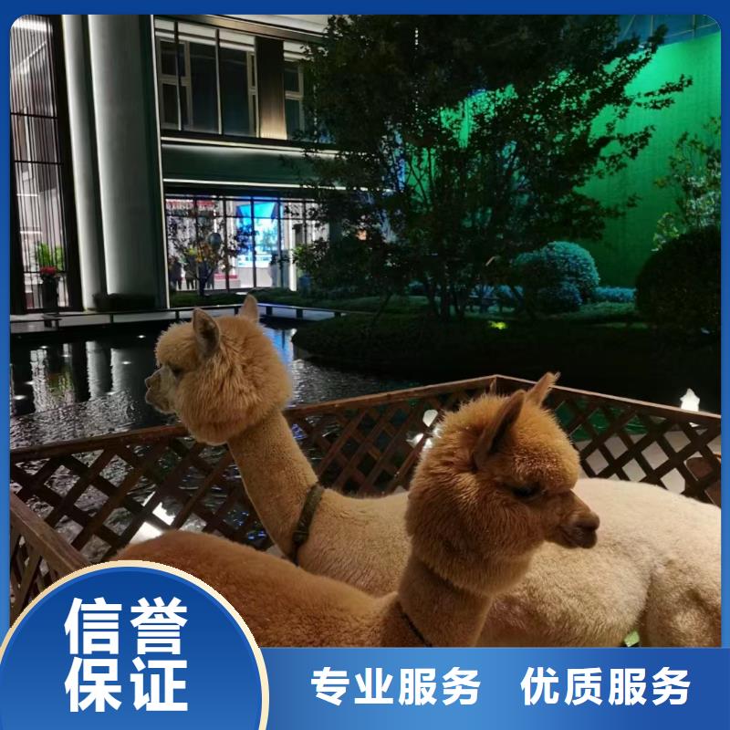 馬戲團/羊駝動物雜技表演價格低于同行