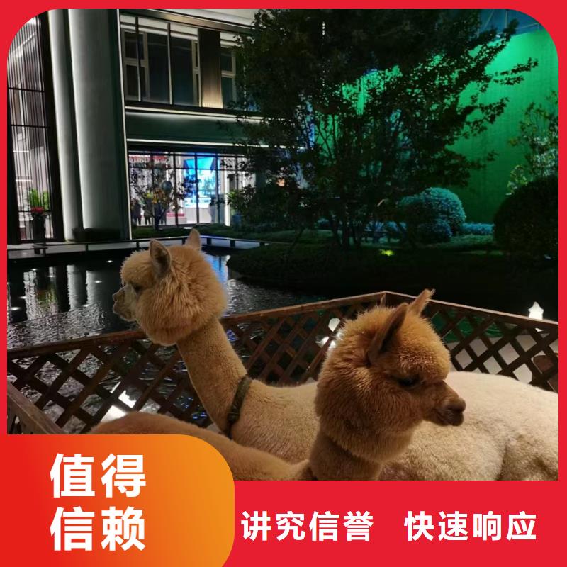 馬戲團(tuán)/羊駝_馬戲團(tuán)表演值得信賴