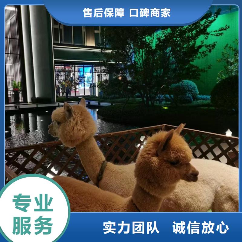 馬戲團(tuán)/羊駝美人魚(yú)表演品質(zhì)卓越