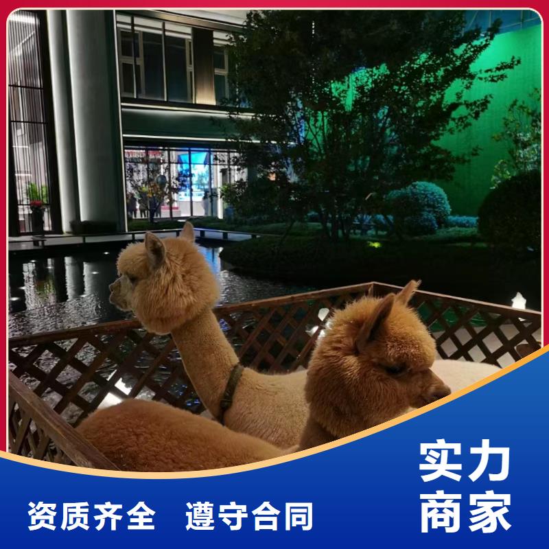 馬戲團(tuán)/羊駝海洋展租賃一站式服務(wù)