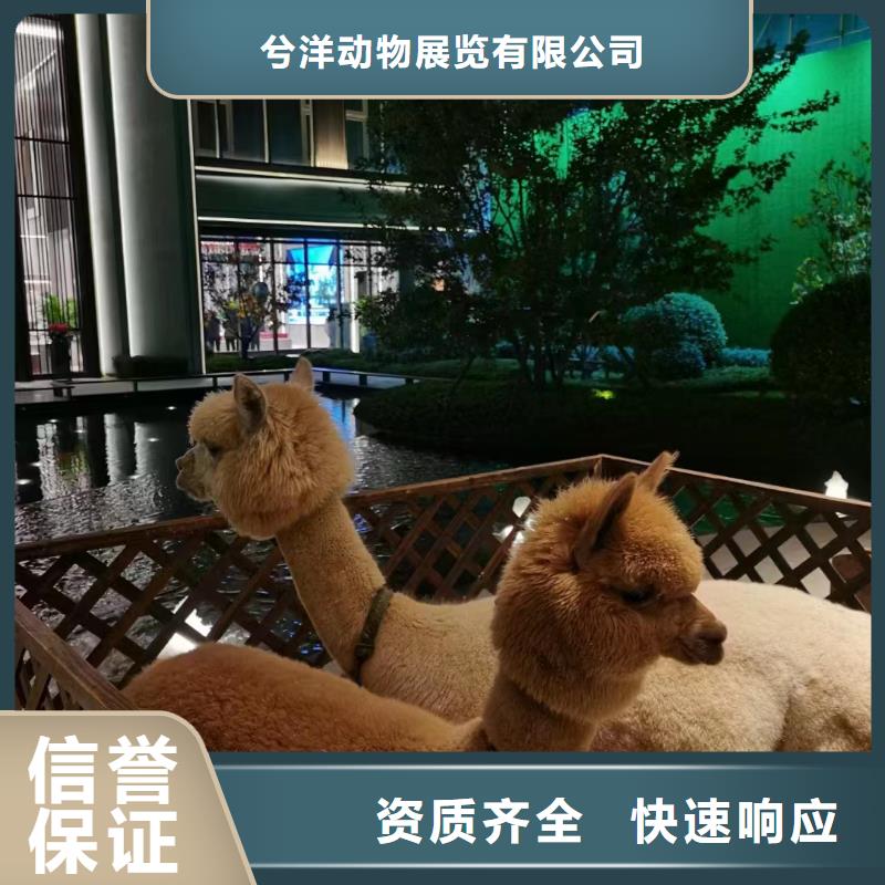 马戏团/羊驼,马戏团表演出租租赁多家服务案例