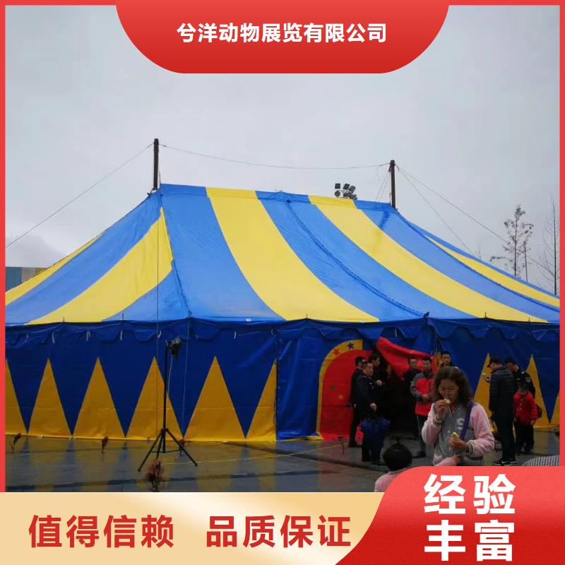 馬戲團(tuán)/羊駝,出租羊駝專(zhuān)業(yè)可靠