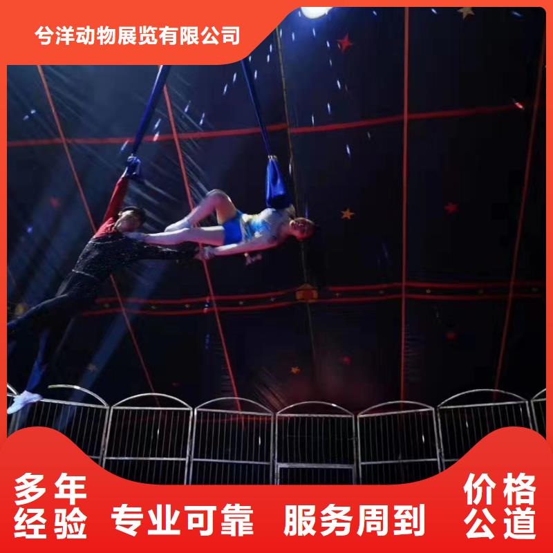 馬戲團(tuán)/羊駝 【馴獸表演】專業(yè)服務(wù)