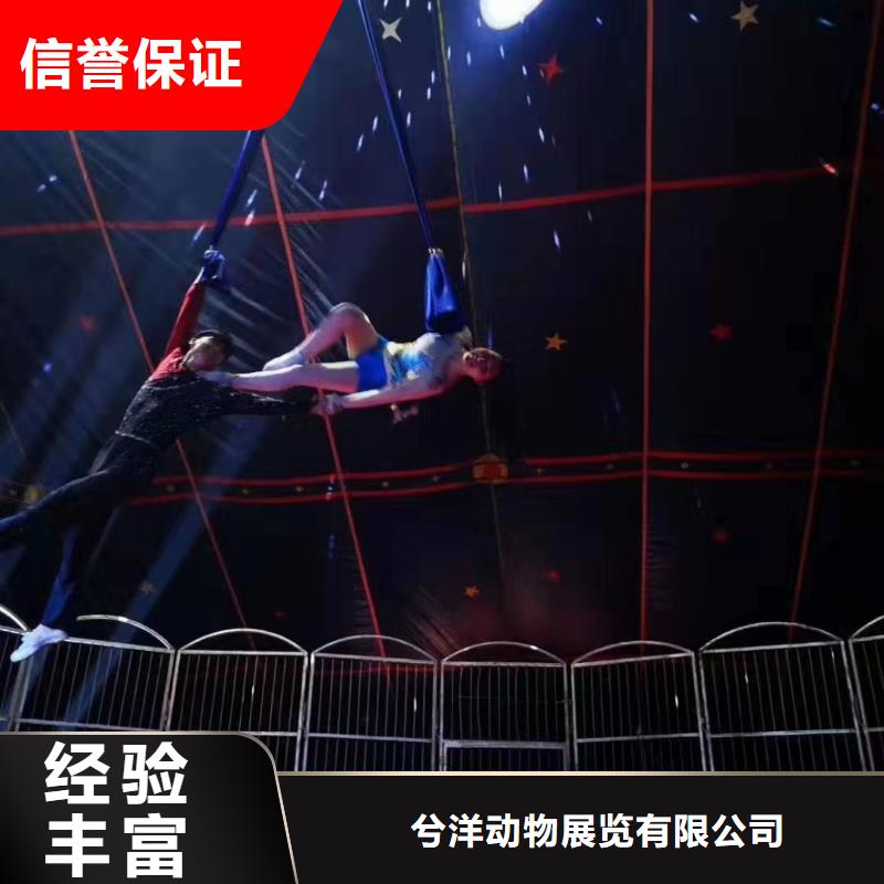 马戏团/羊驼小马戏出租正规