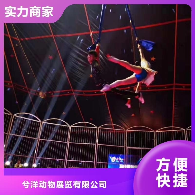 馬戲團(tuán)/羊駝_小馬戲表演出租經(jīng)驗豐富
