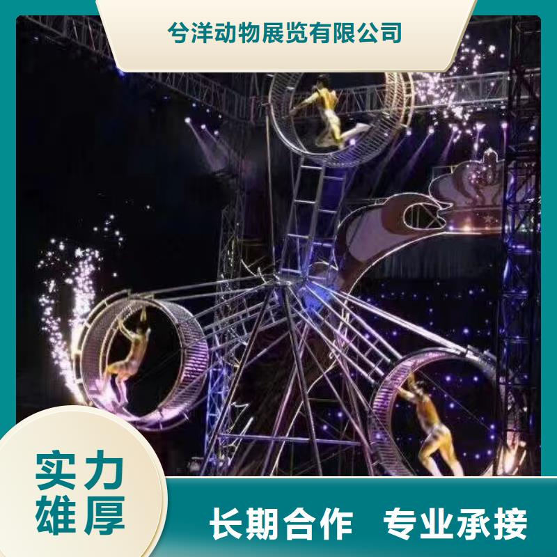 馬戲團(tuán)/羊駝【出租企鵝表演】2025公司