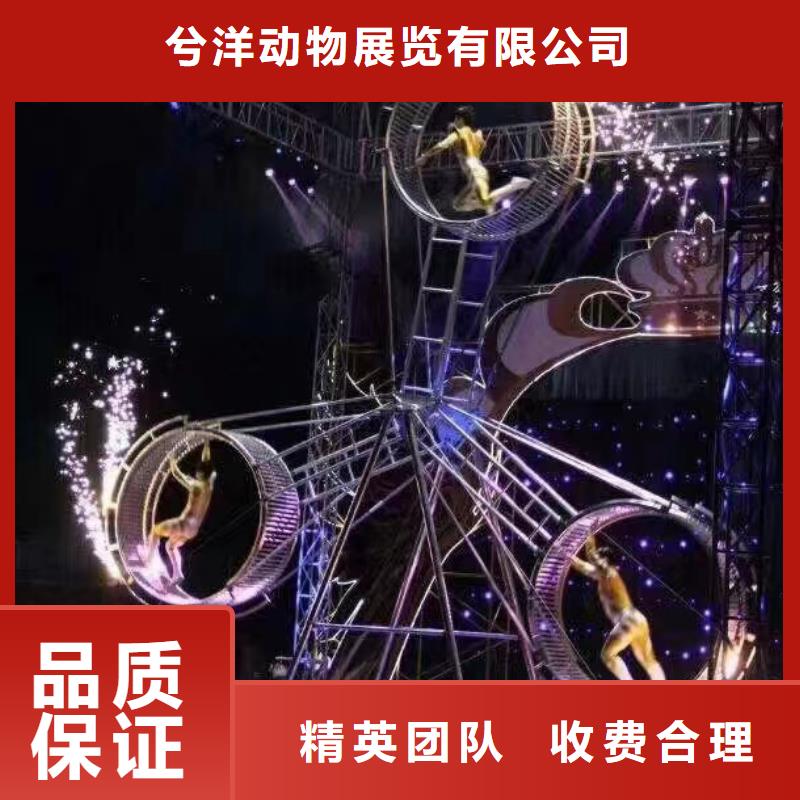 馬戲團(tuán)/羊駝_出租動物表演公司