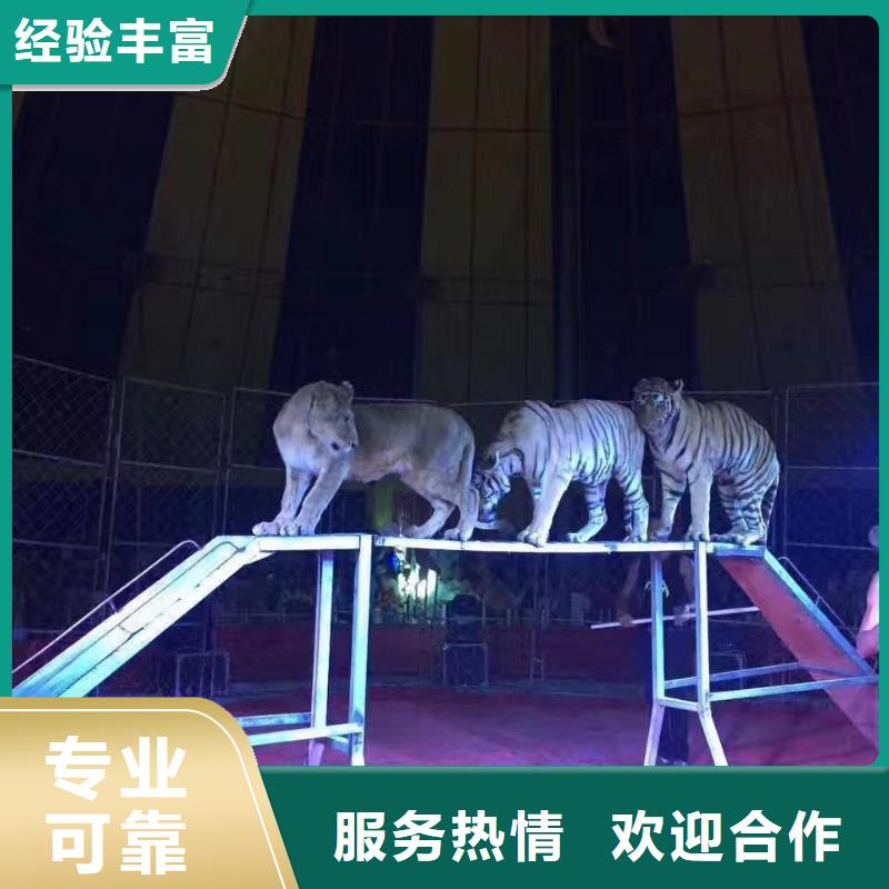馬戲團(tuán)/羊駝,【羊駝出租】正規(guī)團(tuán)隊