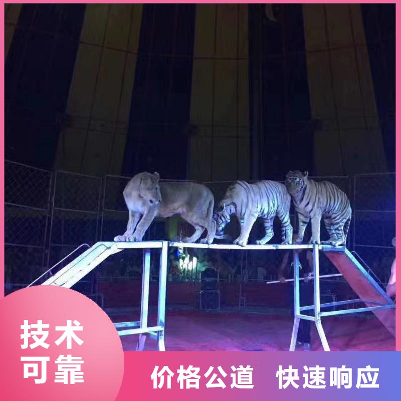 馬戲團(tuán)/羊駝-動(dòng)物雜技表演2025專業(yè)的團(tuán)隊(duì)