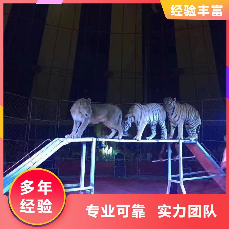 马戏团/羊驼,【出租企鹅表演】解决方案