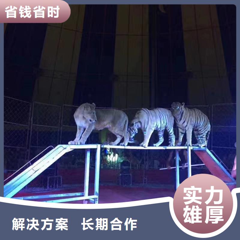 【馬戲團/羊駝】【企鵝表演出租】價格低于同行