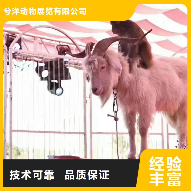 马戏团/羊驼-海狮表演出租实力商家