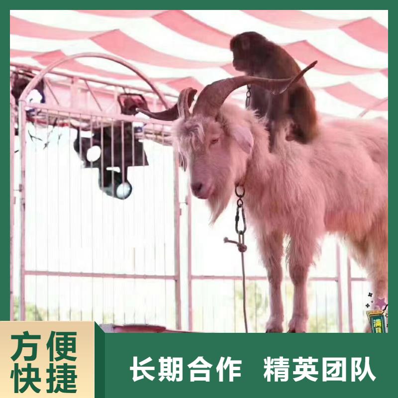 馬戲團(tuán)/羊駝【出租表演萌寵】拒絕虛高價(jià)