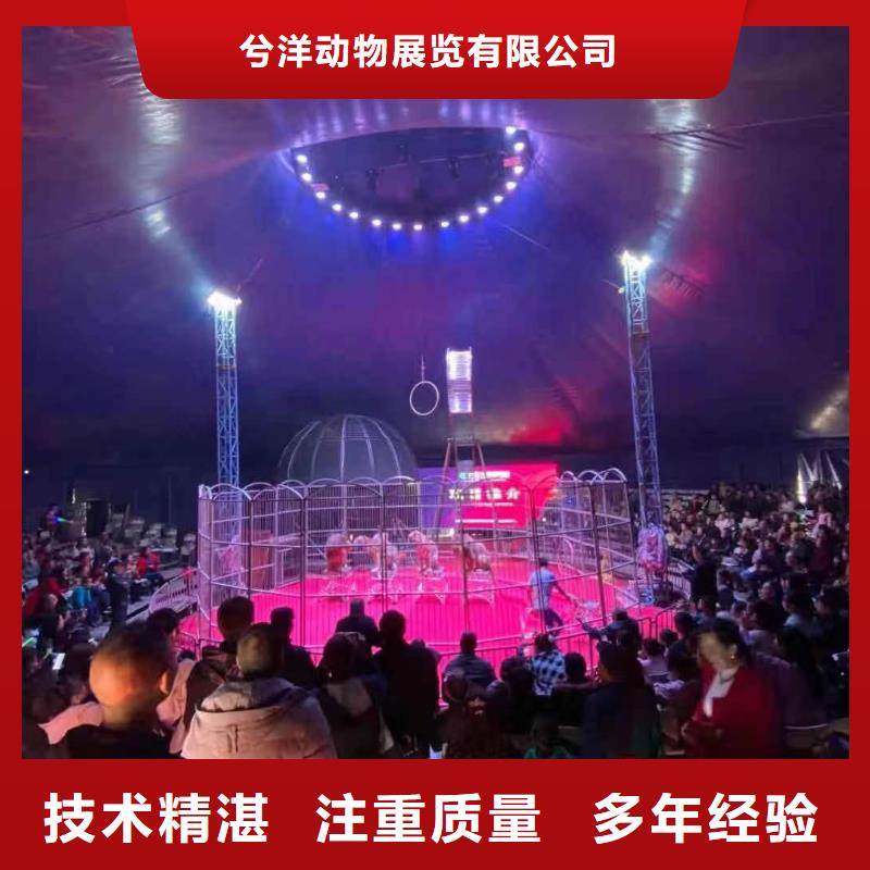 馬戲團(tuán)/羊駝出租馬戲團(tuán)表演2025公司