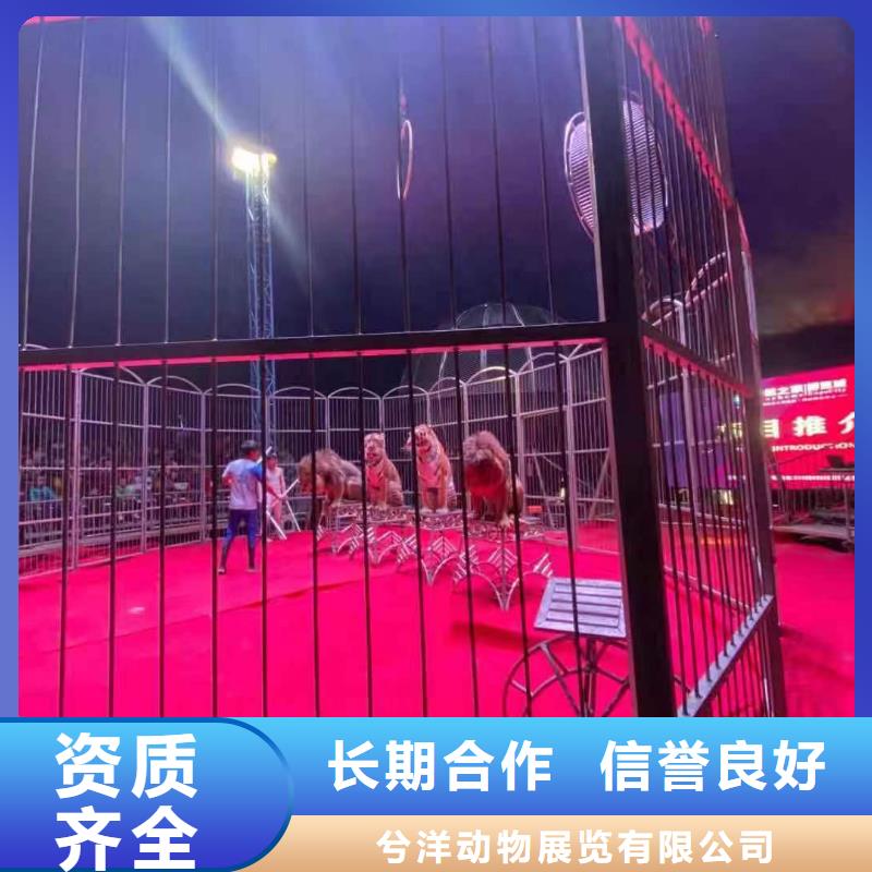 马戏团/羊驼_马戏团表演出租租赁良好口碑