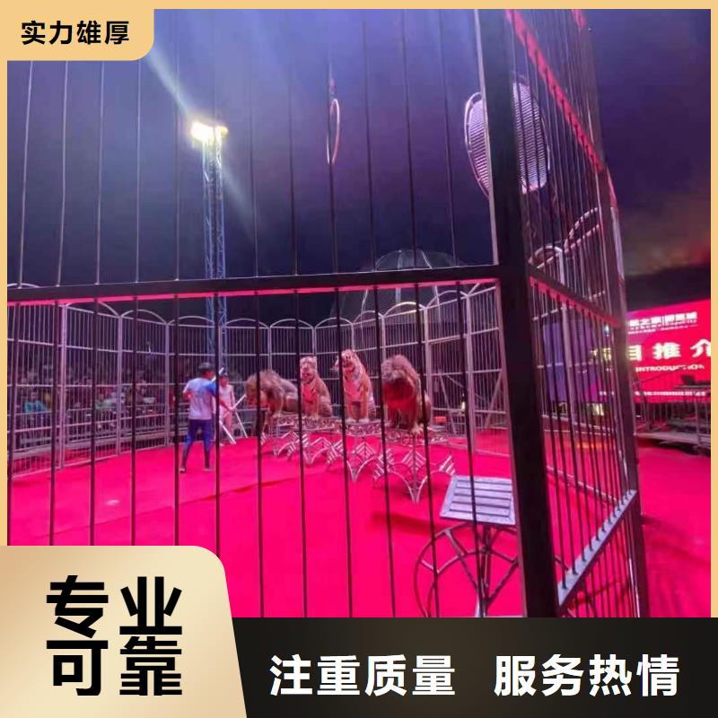 马戏团/羊驼美人鱼表演品质卓越