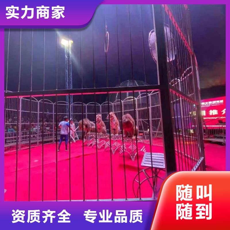 馬戲團/羊駝【馬戲團表演出租租賃】解決方案