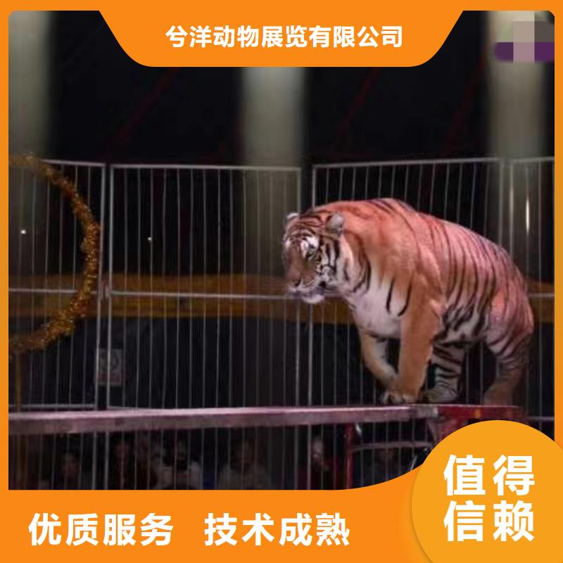 马戏团/羊驼小香猪宠物出租实力团队