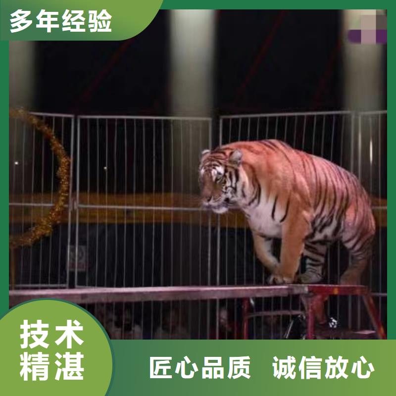 馬戲團(tuán)/羊駝雜技表演拒絕虛高價(jià)
