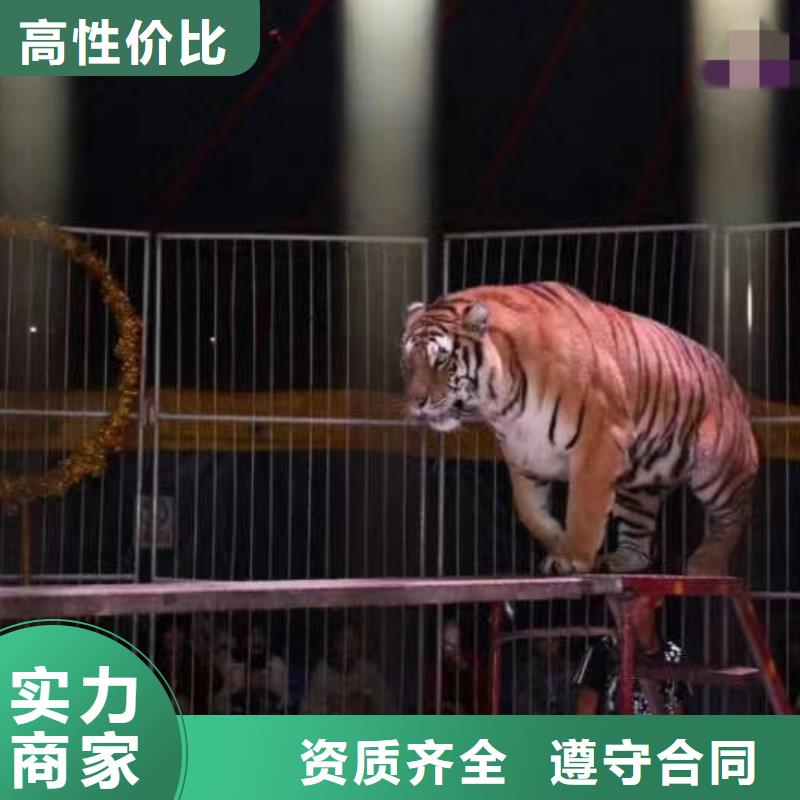 馬戲團(tuán)/羊駝雜耍演出正規(guī)公司