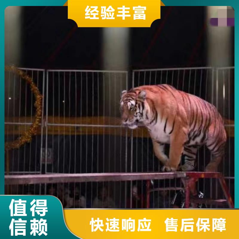 马戏团/羊驼-马戏团表演多年经验