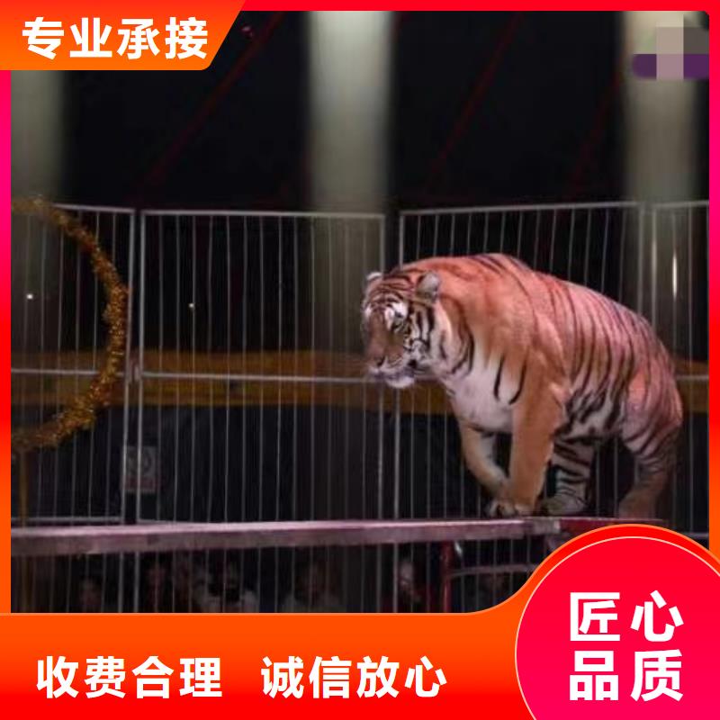 馬戲團(tuán)/羊駝_動(dòng)物表演租賃價(jià)格低于同行