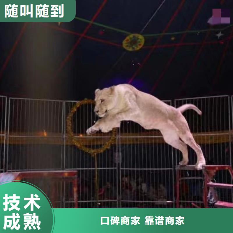 马戏团/羊驼_水族海洋展团队