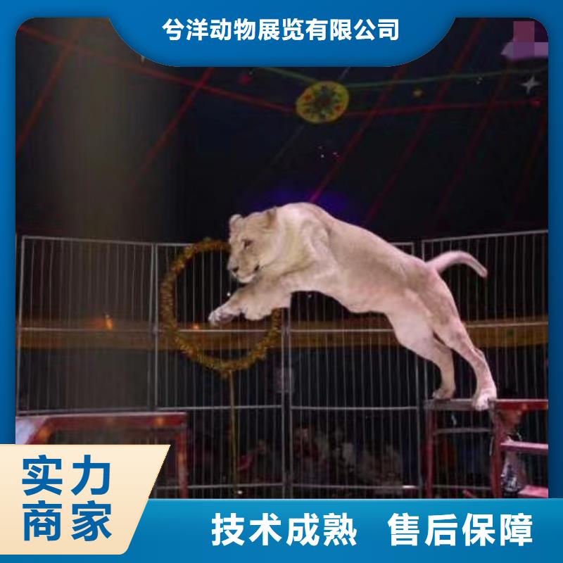 【馬戲團(tuán)/羊駝海獅表演出租品質(zhì)保證】