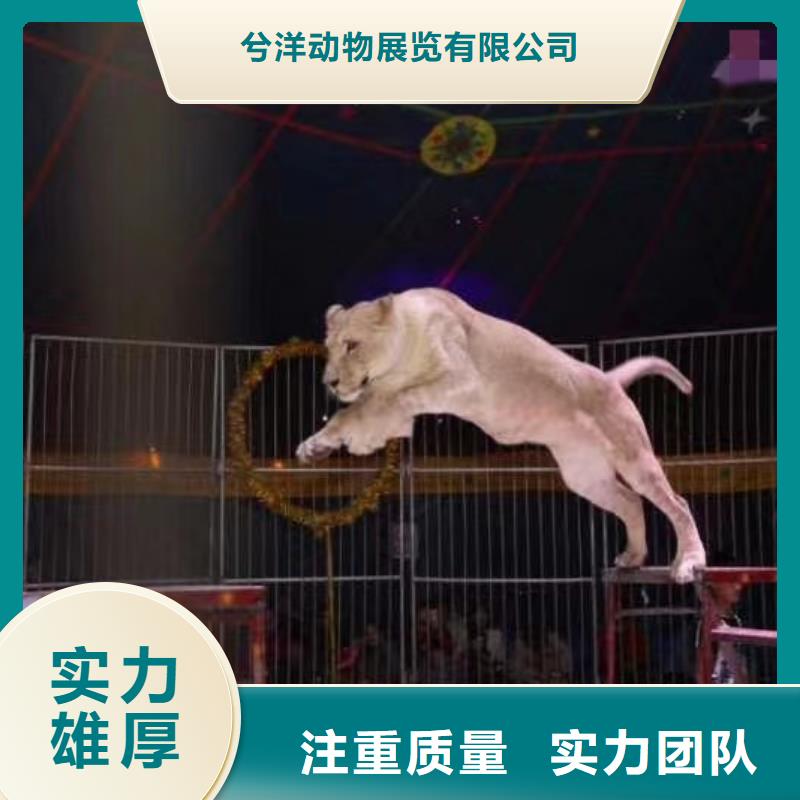 馬戲團(tuán)/羊駝,出租表演企鵝好評度高