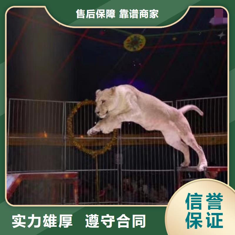 馬戲團/羊駝企鵝出租講究信譽