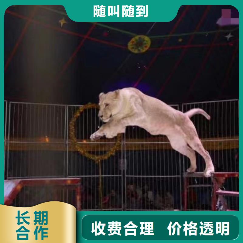 馬戲團/羊駝馬戲表演正規(guī)團隊