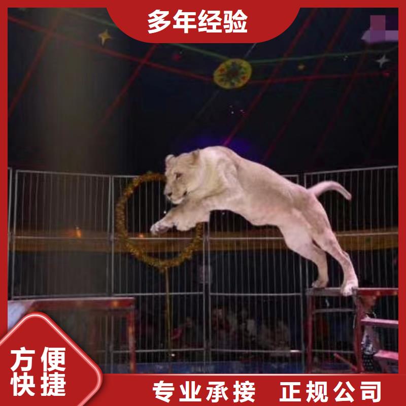 馬戲團/羊駝動物表演省錢省時
