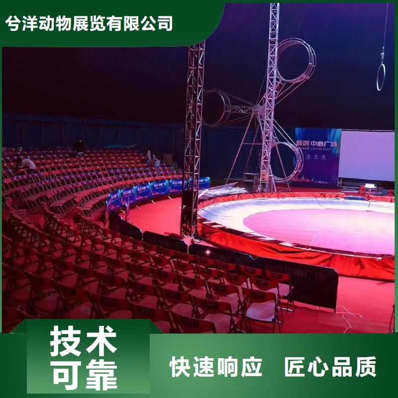 馬戲團(tuán)/羊駝草泥馬羊駝租賃技術(shù)好