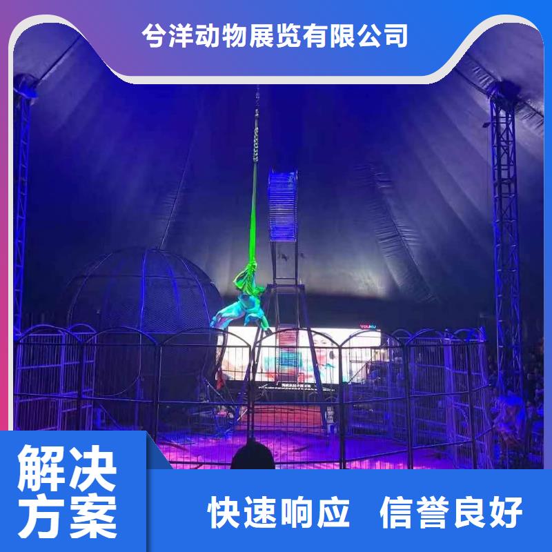 馬戲團/羊駝出租表演海獅正規(guī)
