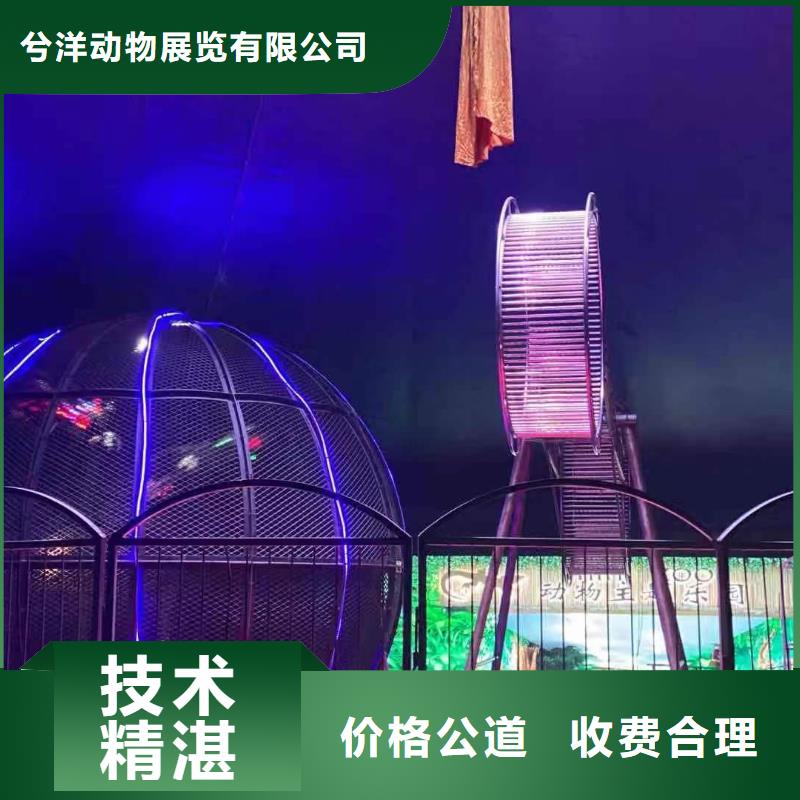 馬戲團/羊駝_小馬戲出租質(zhì)量保證