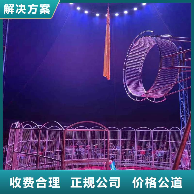 马戏团/羊驼 出租羊驼良好口碑