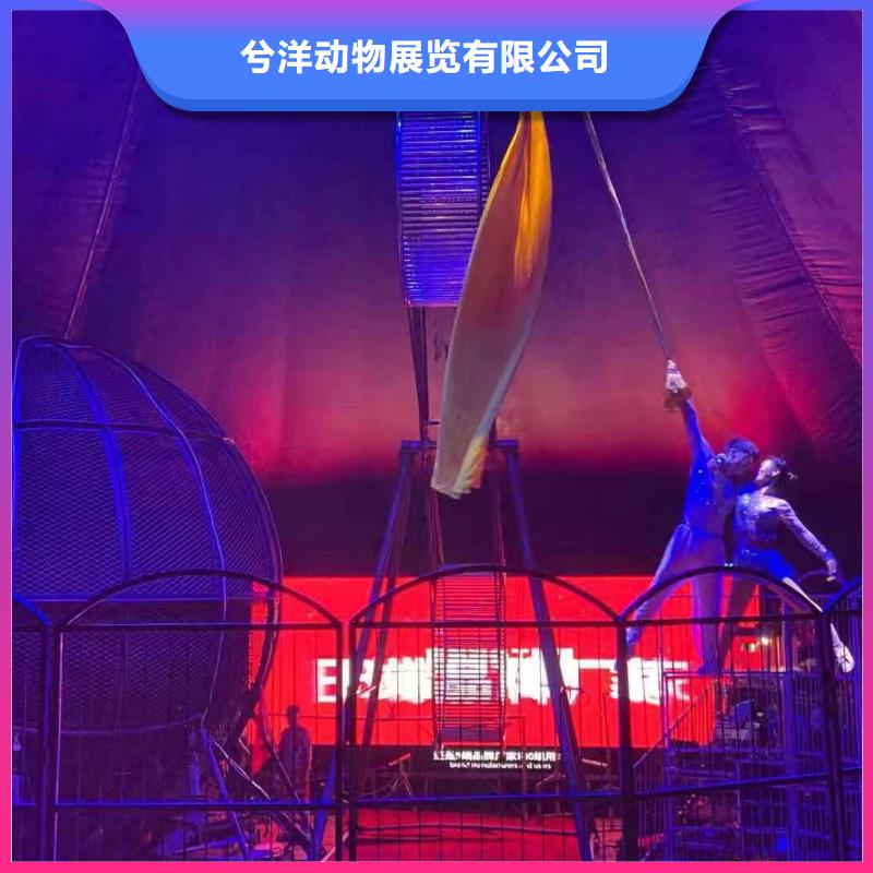 马戏团/羊驼_小马戏表演出租经验丰富
