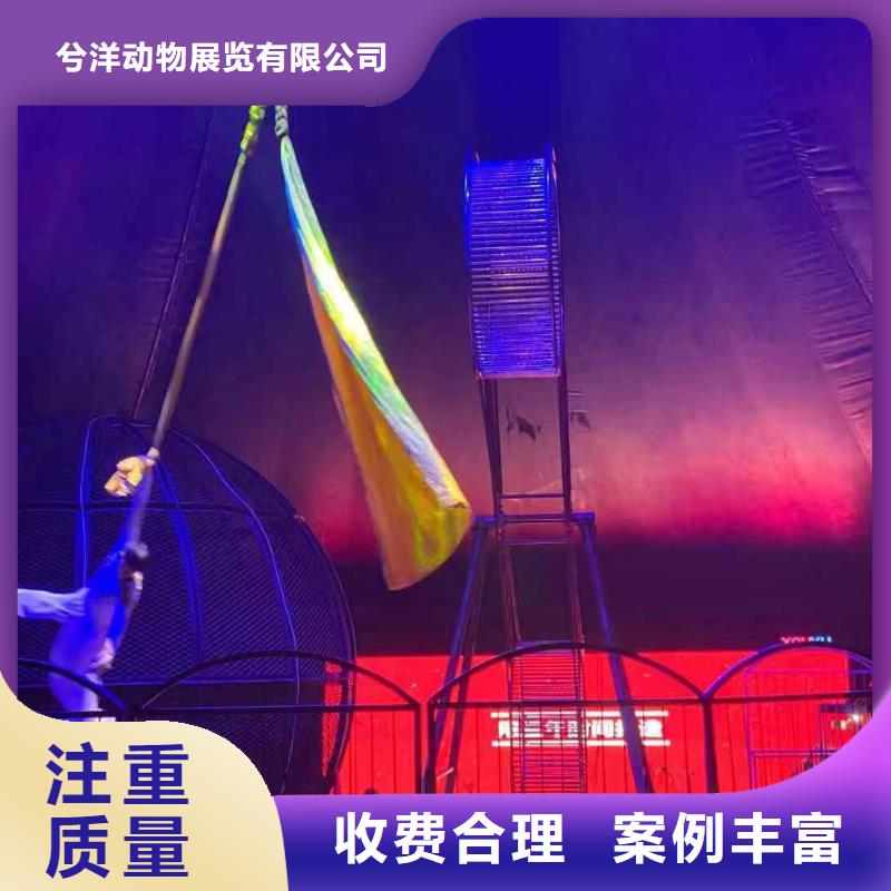 馬戲團(tuán)/羊駝動(dòng)物表演省錢省時(shí)