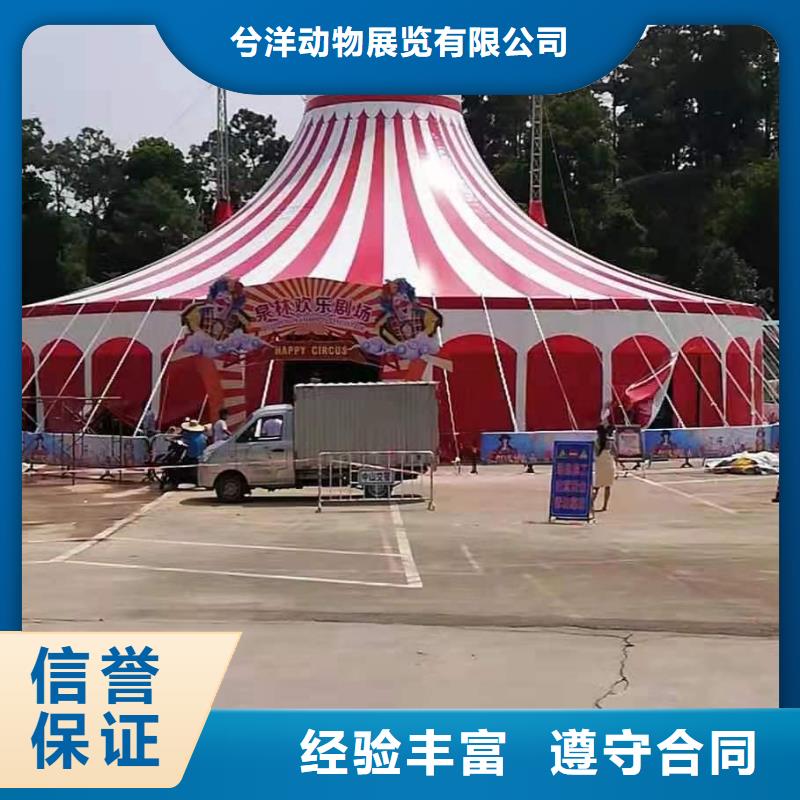 马戏团/羊驼_小马戏表演出租经验丰富