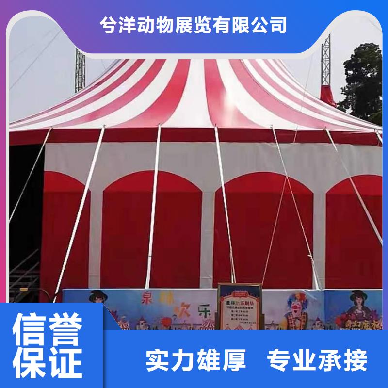馬戲團(tuán)/羊駝草泥馬羊駝租賃技術(shù)好