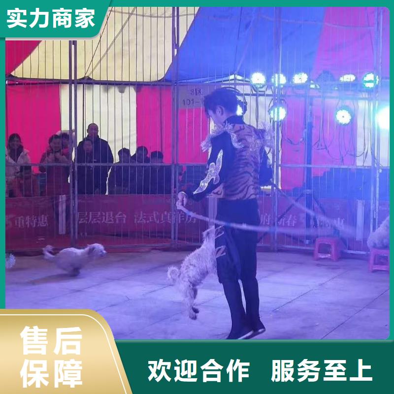 馬戲團/羊駝動物展覽秀技術(shù)成熟
