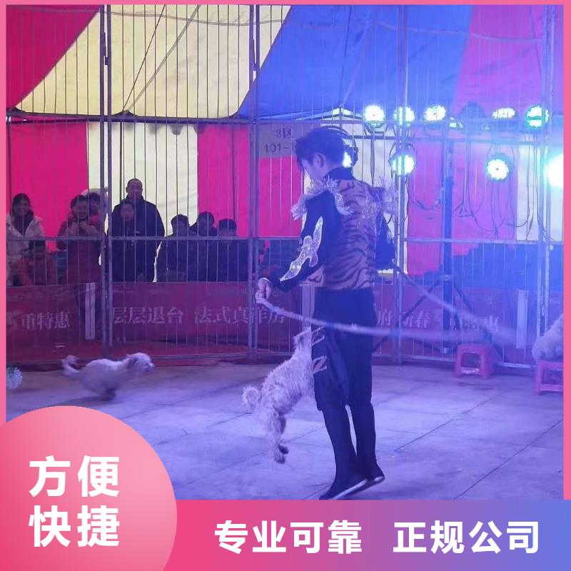 馬戲團(tuán)/羊駝【美人魚出租演出】高品質(zhì)