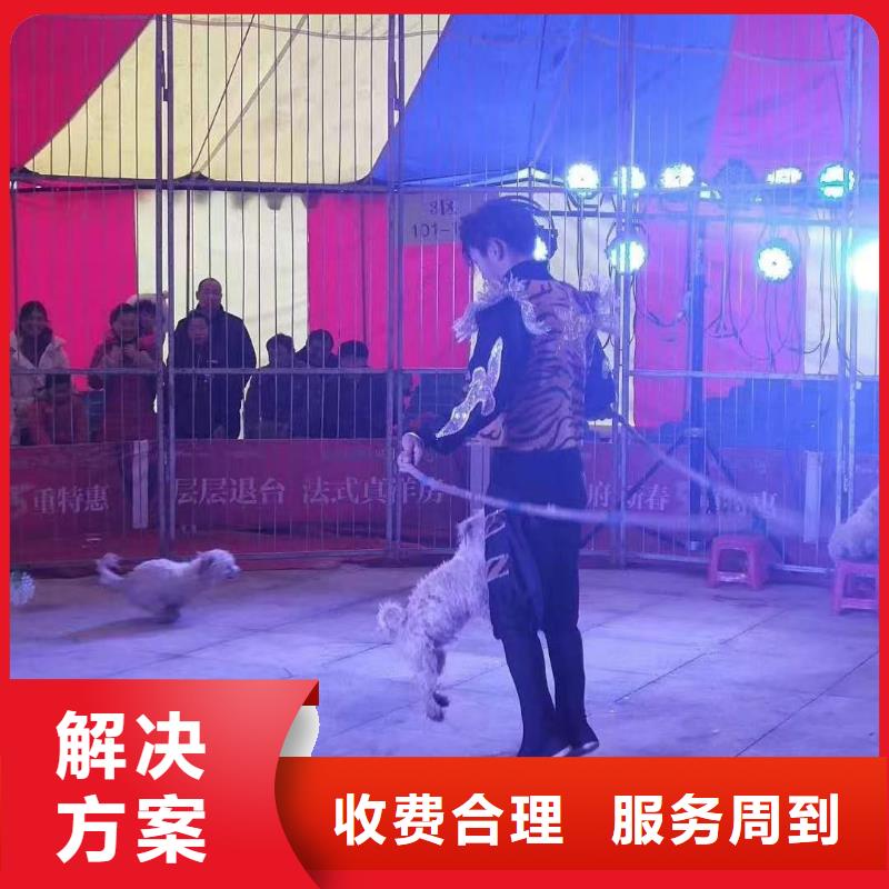 【馬戲團(tuán)/羊駝_【活體羊駝租賃】實(shí)力強(qiáng)有保證】