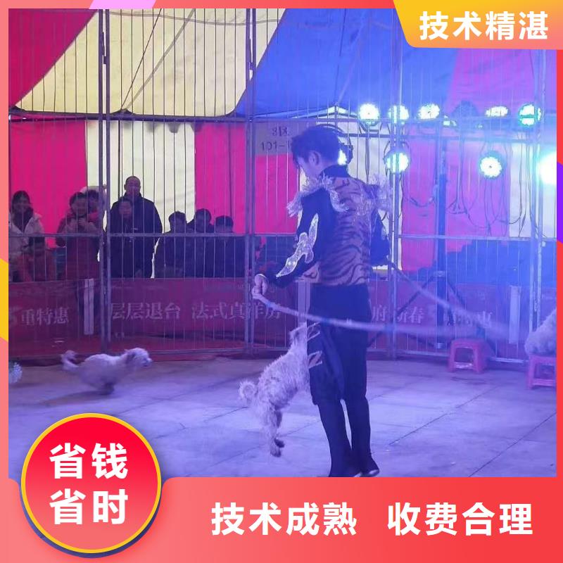 马戏团/羊驼_马戏团表演出租租赁良好口碑