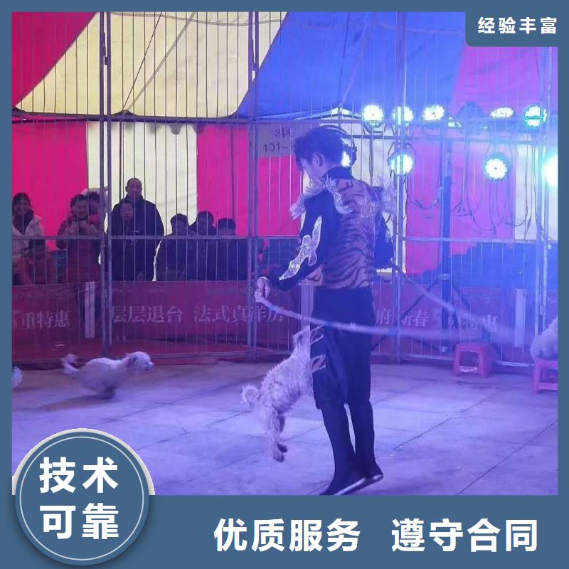 【馬戲團(tuán)/羊駝】【企鵝表演】專業(yè)可靠