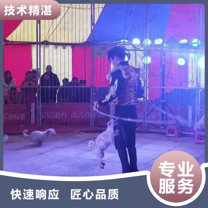 【馬戲團(tuán)/羊駝】,鸚鵡表演比同行便宜