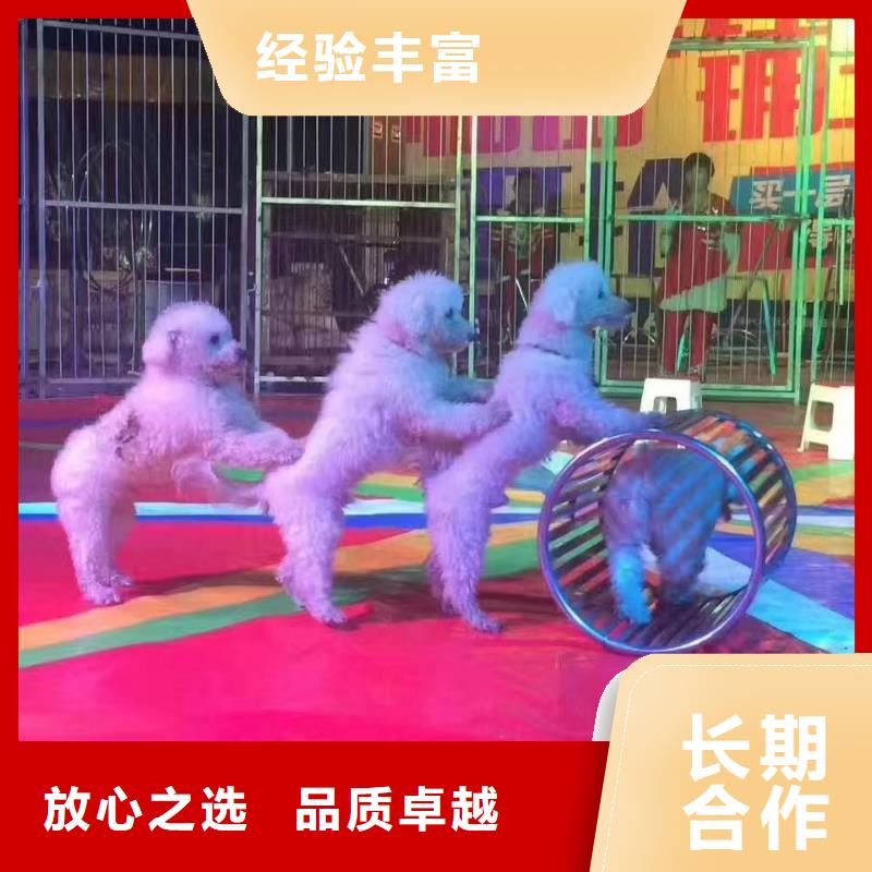 马戏团/羊驼-动物杂技表演2025专业的团队